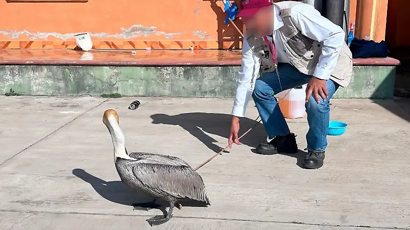 Pelicano rescate